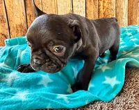 Gorilla, a male Boston Terrier and French Bulldog for sale in Fort Collins, CO – 3 of 3