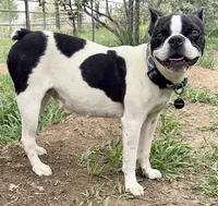 Storm, a female Boston Terrier for sale in Fort Collins, CO – 4 of 5