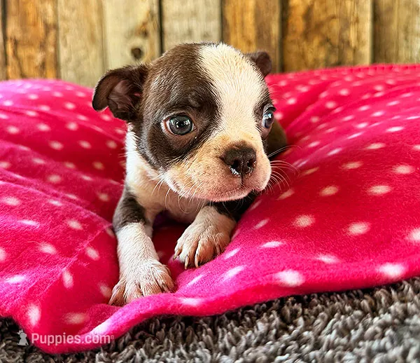 Ancho – Boston Terrier puppy for sale in Fort Collins, CO
