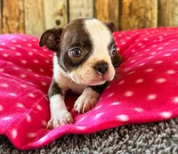 Ancho, a female Boston Terrier for sale in Fort Collins, CO – 1 of 3