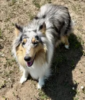 Opal, a female Collie for sale in Fort Collins, CO – 4 of 7