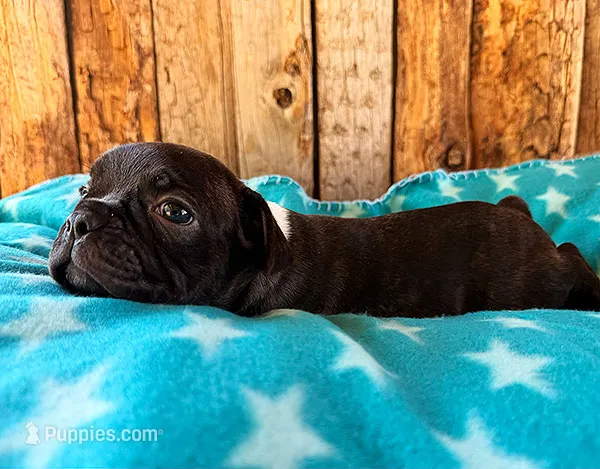 Gator – Boston Terrier, French Bulldog puppy for sale in Fort Collins, CO