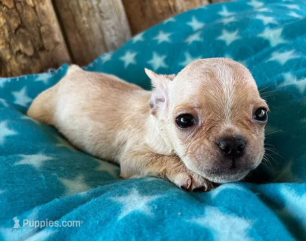 Strawberry – Boston Terrier, French Bulldog puppy for sale in Fort Collins, CO