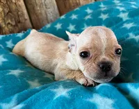 Strawberry, a female Boston Terrier and French Bulldog for sale in Fort Collins, CO – 1 of 2