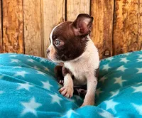 Chipotle , a male Boston Terrier for sale in Fort Collins, CO – 2 of 3