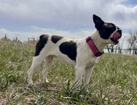 Storm, a female Boston Terrier for sale in Fort Collins, CO – 3 of 5