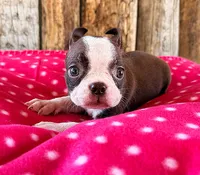 Ancho, a female Boston Terrier for sale in Fort Collins, CO – 3 of 3