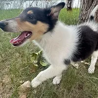 Oreo, a female Collie for sale in Fort Collins, CO – Photo 3 of 4