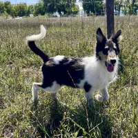 Oreo, a female Collie for sale in Fort Collins, CO – Photo 2 of 4