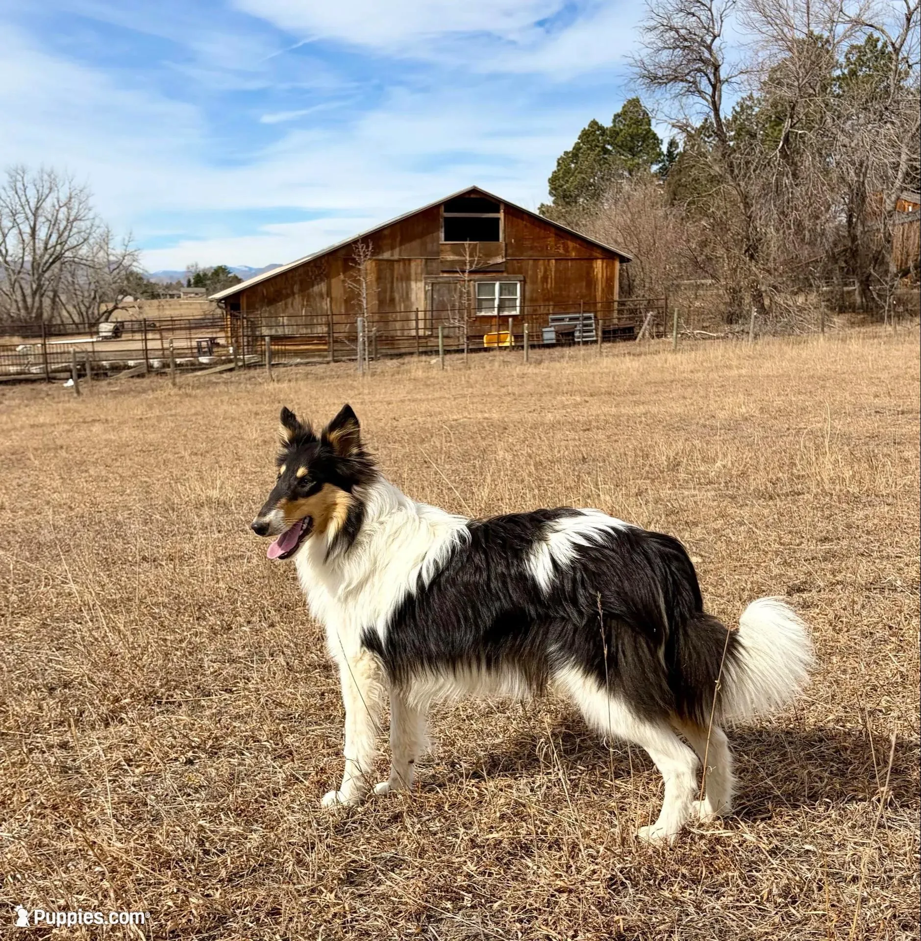 Oreo – Collie puppy for sale in Fort Collins, CO