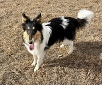 Oreo, a female Collie for sale in Fort Collins, CO – 3 of 8