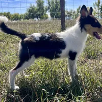 Oreo, a female Collie for sale in Fort Collins, CO – Photo 4 of 4