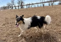 Oreo, a female Collie for sale in Fort Collins, CO – 5 of 8