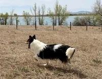 Oreo, a female Collie for sale in Fort Collins, CO – 4 of 8