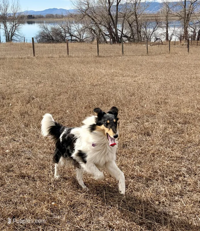 Oreo – Collie puppy for sale in Fort Collins, CO