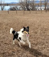 Oreo, a female Collie for sale in Fort Collins, CO – 1 of 8