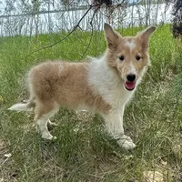 Almond, a female Collie for sale in Fort Collins, CO – Photo 2 of 2