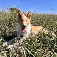 Almond, a female Collie for sale in Fort Collins, CO – Photo 1 of 2