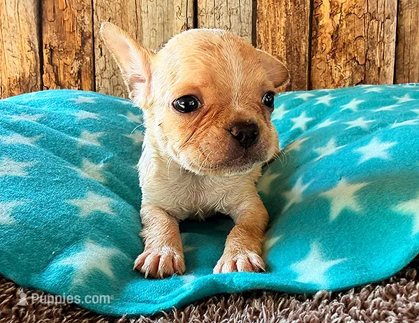 Strawberry – Frenchton puppy for sale in Fort Collins, CO