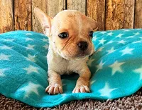 Strawberry, a male Frenchton for sale in Fort Collins, CO – 1 of 3