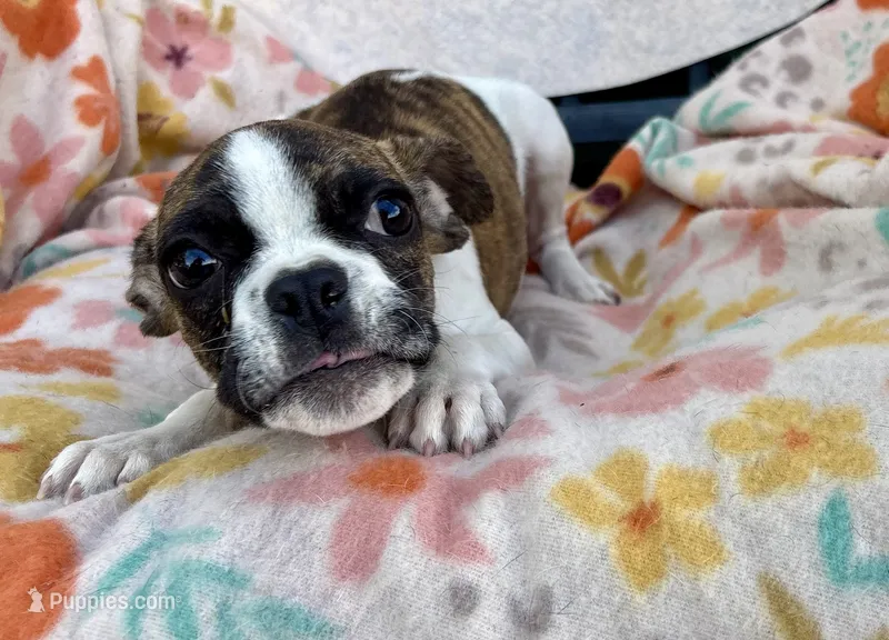 Boston x Frenchie – Frenchton puppy for sale in Fort Collins, CO