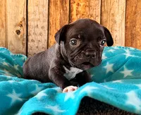 Gator, a male Boston Terrier and French Bulldog for sale in Fort Collins, CO – 3 of 3