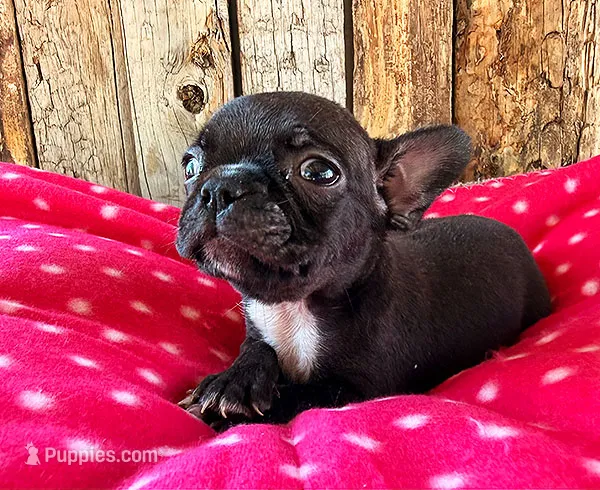 Cranberry – Frenchton puppy for sale in Fort Collins, CO