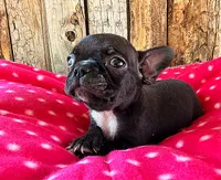Cranberry, a female Frenchton for sale in Fort Collins, CO – 1 of 3