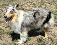 Opal, a female Collie for sale in Fort Collins, CO – 5 of 7