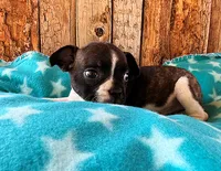 Mulberry, a male French Bulldog for sale in Fort Collins, CO – 2 of 3