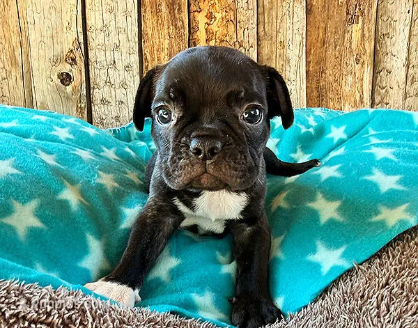 Gator – Frenchton puppy for sale in Fort Collins, CO