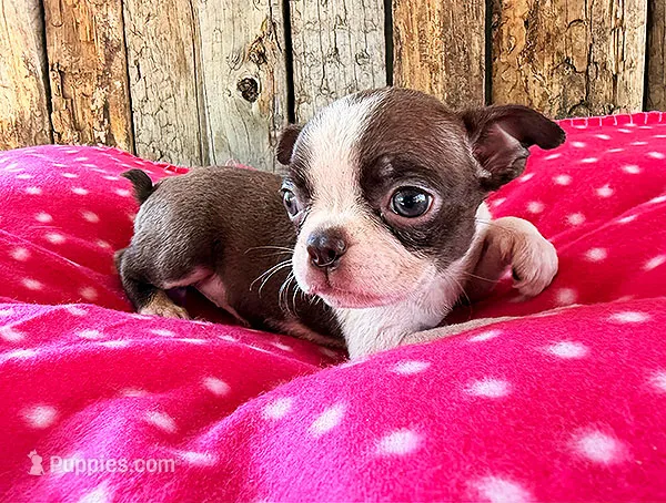 Paprika – Boston Terrier puppy for sale in Fort Collins, CO
