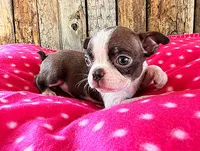 Paprika, a female Boston Terrier for sale in Fort Collins, CO – 1 of 3