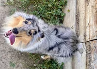 Opal, a female Collie for sale in Fort Collins, CO – 2 of 7