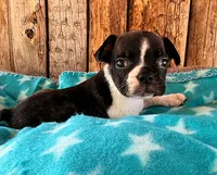 Mulberry, a male French Bulldog for sale in Fort Collins, CO – 3 of 3