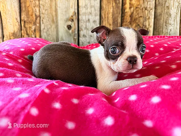 Paprika – Boston Terrier puppy for sale in Fort Collins, CO