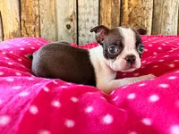 Paprika, a female Boston Terrier for sale in Fort Collins, CO – 2 of 3