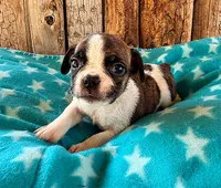 Raspberry, a male Boston Terrier and French Bulldog for sale in Fort Collins, CO – 1 of 3