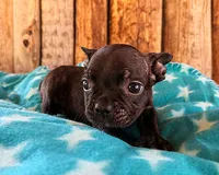 Blackberry, a male Boston Terrier and French Bulldog for sale in Fort Collins, CO – 1 of 3