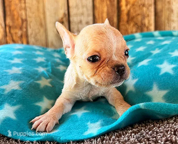 Strawberry – Frenchton puppy for sale in Fort Collins, CO