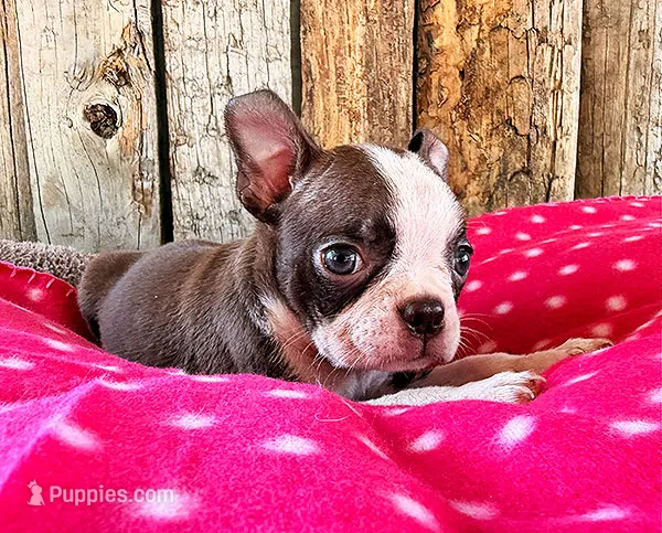 Ancho – Boston Terrier puppy for sale in Fort Collins, CO