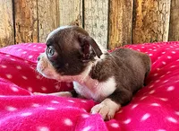Cayenne, a female Boston Terrier for sale in Fort Collins, CO – 2 of 3