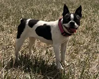 Storm, a female Boston Terrier for sale in Fort Collins, CO – 5 of 5