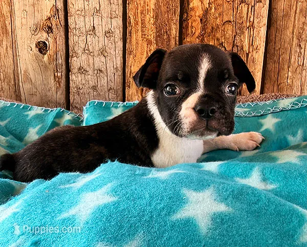 Mulberry – Frenchton puppy for sale in Fort Collins, CO