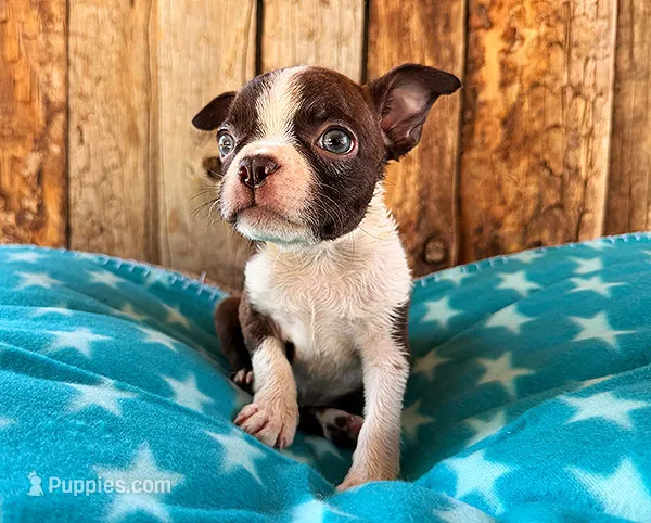 Chipotle  – Boston Terrier puppy for sale in Fort Collins, CO