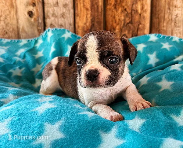 Raspberry – Frenchton puppy for sale in Fort Collins, CO