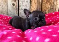 Cranberry, a female Frenchton for sale in Fort Collins, CO – 2 of 3