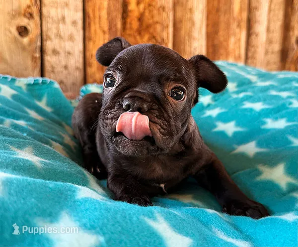 Gorilla – Boston Terrier, French Bulldog puppy for sale in Fort Collins, CO