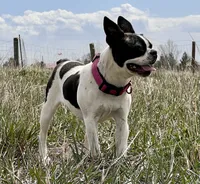 Storm, a female Boston Terrier for sale in Fort Collins, CO – 2 of 5