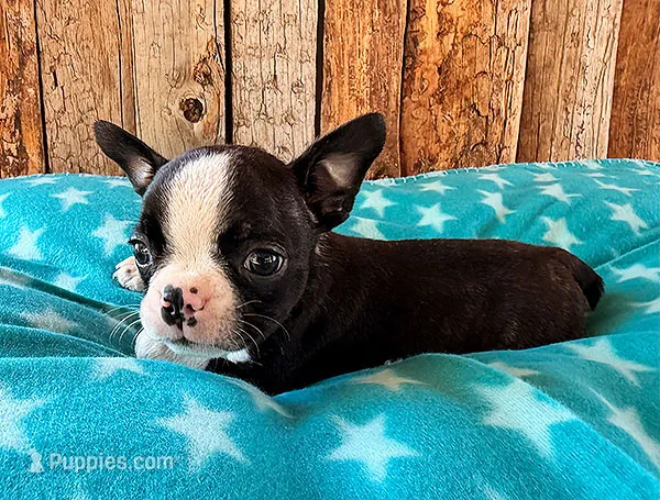Ghost Pepper – Boston Terrier puppy for sale in Fort Collins, CO